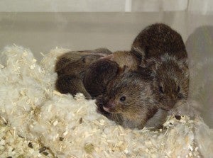 prairie vole family